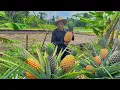Download Lagu Memetik Nanas Madu Jumbo | Bikin Strudel Nanas Spesial Untuk Jumat Berkah | Kampung Halaman