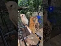 Download Lagu Suara Burung Hantu