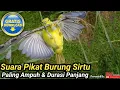 Lagu PIKAT BURUNG || SUARA PIKAT BURUNG SIRTU PALING AMPUH