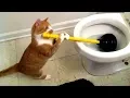 Download You will have TEARS IN YOUR EYES FROM LAUGHING - The FUNNIEST ANIMAL compilation mp4 3gp mp3 videos - waplic