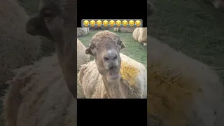 الخروف يمضغ العلكه ضحك موت                                                               خروف كبش دندنها