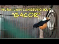 Download Lagu BIKIN EMOSI || SUARA KETREKAN MURAI BATU BORNEO YANG BIKIN EMOSI LAWAN