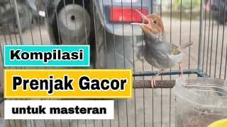 Download KOMPILASI SUARA PRENJAK GACOR | Cocok Untuk Masteran MP3