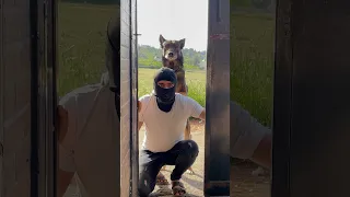 كلبي صار حرامي نزار الحموي Shorts 