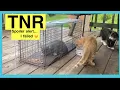 Trapping feral cats TNR momma cat and 4 kittens