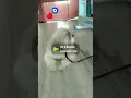 Download Lagu coco is such a cutie pie 😍 #cuteshihtzu #petshub #funny #ekmotahathighumechala #mypetsies