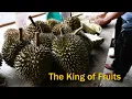 Lagu Exploring the KING of FRUITS in Balik Pulau, Penang