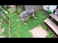 Rescue Alert Maverick - German Shepherd Rescue