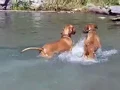 Vizsla Camp Out - Weekend in Motion In Memory of Frank