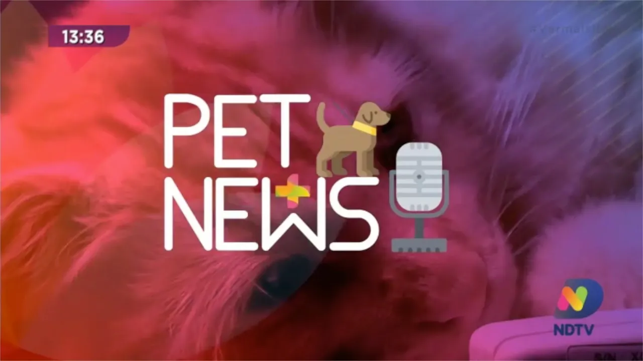 Cuidados com corpos estranhos no organismo de seu pet