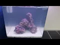 First Marine Aquarium - Part 1