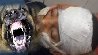 كلب مسعور فى شوارع الشرابيه دندنها