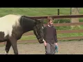 Equine Assisted Therapy helps area teens with mental health