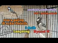 Download Lagu suara pancingan gelatik wingko gelatik batu dalam 3 detik gelatik lain langsung nyauut buktikan !!