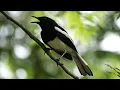 Download Lagu Bird Song: Kompilasi Nyanyian ORIENTAL MAGPIE-ROBIN, Singapura