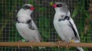 طائر الدايمون فينش معلومات جديده 