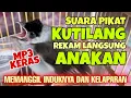 Download Lagu Suara Pikat Kutilang Ribut memanggil Induknya karena Kelaparan