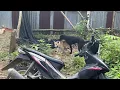 Download Lagu Anjing mau kawin