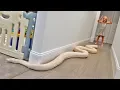 15 Foot Python Gets Loose In Our House TERRIFYING
