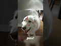 OUR DOG HAS CHICKEN POX