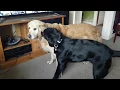 Monty the Golden Retriever vs Eric the black labrador