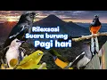 RELAKSASI KICAU BURUNG PAGI HARI ‼️Terapi Otak,Burung Stres dan Macet Bunyi