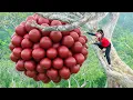 Lagu TIMELAPSE — Harvesting Giant Red Egg Fruits in the Forest \u0026 Goes to Market Sell - Selling Out Fast