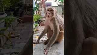 Monkey Crying Monkey Voice Shorts 