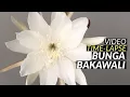 Download Lagu Time-Lapse Bunga Bakawali Kembang