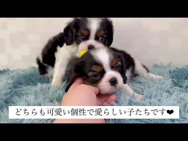 埼玉県のキャバリアキングチャールズスパニエル｜男の子・2026/01/19