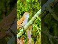 Download Lagu SUARA JOSS MASTERAN SIKATAN LONDO GACOR DI ALAM LIAR NIGHTINGALE #birds  #sikatanlondo #nightingale