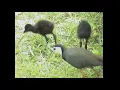 Download Lagu Incredible White Breasted Waterhens Of Keoladeo National Park