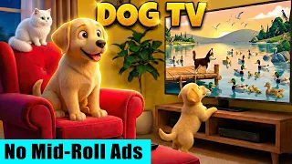 Cartoon for Dogs to Watch 🔴 Calm & Entertain your Pet with Dog TV, Relaxing Music & Bird Sounds
