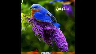 القليل من اسماء الطيور لاتنسو والاشتراك 