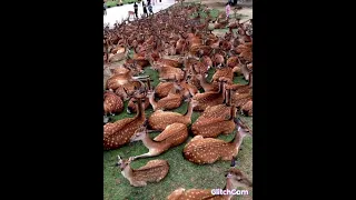 الشاعر معاذعيسي ابوخريس من والادالمسيريه جديد توراث ربابه كرفان الديبب الجديان 