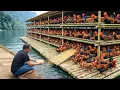 Lagu Man Builds Huge Floating Chicken Coop with Bamboo by Hand to Tame Wild Chickens | Start to Finish