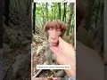 Download Lagu Monyet Bucin #monyet #monyetlucu#animals #viral #shorts#shortvideo #tahantawa #ngakak #hiburansegar