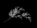 Fractal generation using L-Systems Processing