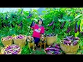 Download Lagu FULLHarvest Eggplant To Sell At The Market, Cook, Clean Weeds Around The House, Farm| Lý Tiểu Liên