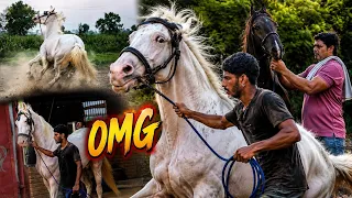 Socha Nahi Tha Noor Ke Saath Is Training Mai Itna Bawal ho jaayega 😨Dono Ghodo Ko Takkar Maar Di 💔