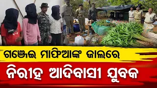 ଗଞ୍ଜେଇ ମାଫିଆଙ୍କ ଜାଲରେ.. ନୀରିହ ଆଦିବାସୀ ଯୁବକ | Odisha Reporter