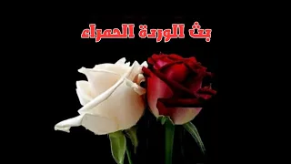 بث الوردة الحمراء دندنها