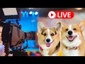 Hammy and Olivia Do LIVE TV