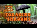 FORAGING for MUSHROOMS in the HUDSON VALLEY NY