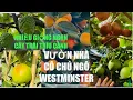 Lagu Visit Uncle and Aunt Ngo's Garden in Westminster, Many Delicious Varieties, Lush Fruit Trees, and...