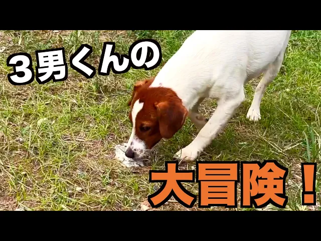 動画