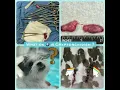 Download Lagu Retained Testicles \u0026 Cryptorchid Treatment in Dogs