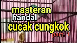 pancingan masteran handal burung cucak cungkok part 1