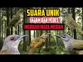 Download Lagu Burung MERBAH MATA MERAH gacor dor tembakan pedes dan SUPER TAJAM. cocok buat pikat dan MASTERAN!!!