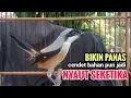 Download Lagu toet toet suara cendet gacor Di PAGI HARI sangat efektif buat Pancingan cendet diam agar cpt bunyi MP3